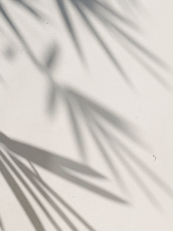 Palm leaf shadow